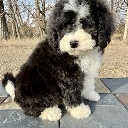 Mable - Black and white female Bernedoodle puppy in Sioux Falls, South Dakota from WhiskeyCreek Doodles