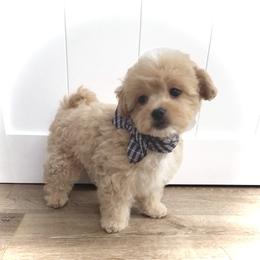 Teddy - Apricot male Maltipoo puppy in Spring, Texas from GlamPaw Maltipoos