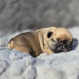 Fawn boy - Fawn male French Bulldog puppy in Polk City, Florida from Best Friend Frenchies, LLC