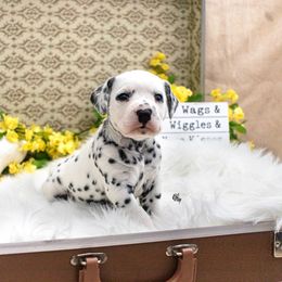 Cavalier King Charles Spaniel and Dalmatian Puppies from Cadence Hall