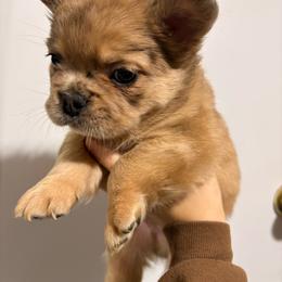 Pork Chop - Piebald male Dachshund puppy in Missoula, Montana from The Dainty Dachshund