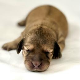 Lucy - Cream female Dachshund puppy in Ormond Beach, Florida from Meadow Ridge Dachshunds