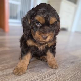 Nuzzles - Brown and tan female Cockapoo puppy in Indiahoma, Oklahoma from Phamily Doodles