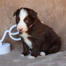 Red Boy - Red male Border Collie puppy in Courtland, Alabama from C Bar C Ranch Border Collies