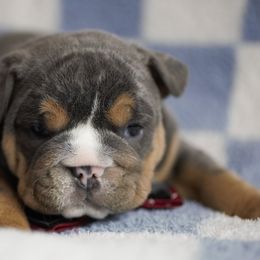 Boxer, Bulldog, and French Bulldog Puppies from Hillview Kennels