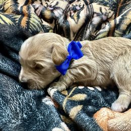 Phoenix - Apricot male Goldendoodle puppy in Adolphus, Kentucky from Deerly Poodles