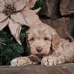 Boy 1 - Cockapoo puppy from Ouachita River Cockapoos