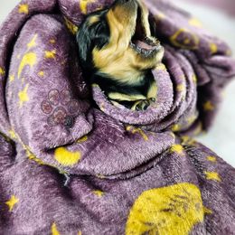 Dachshund Puppies from Treasure Dachshunds