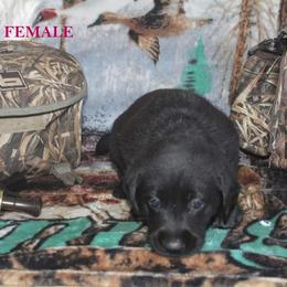 Labrador Retriever Puppies from Copper Creek Outfitters and Kennel