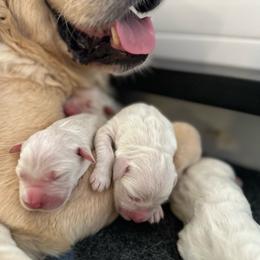 Mr. Dyson - Light golden male Golden Retriever puppy in Midlothian, Texas from Brightest Days
