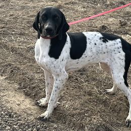 Roxy - German Shorthaired Pointer