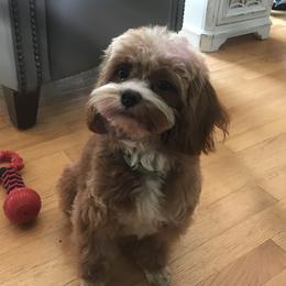 Mia - Cavapoo
