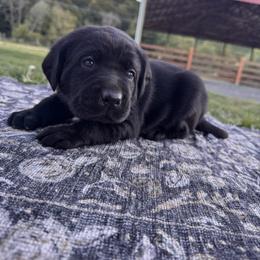 Blue Collar - Black male Labrador Retriever puppy in Longview, Washington from Northwest Cairn Terriers