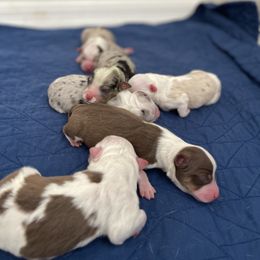 Toy Australian Shepherd Puppies from Ausdyssey Toy Aussies