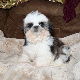Elena - Tricolor female Shih Tzu puppy in Fresno, California from Jas’ ClassnSass