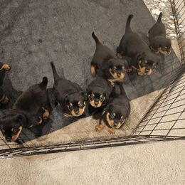 Rottweiler Puppies from Vom Uberlegenen Rottweilers