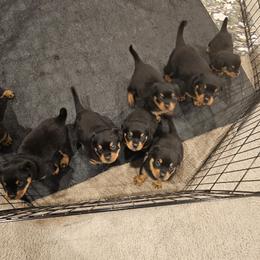 Rottweiler Puppies from Vom Uberlegenen Rottweilers