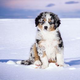 Australian Shepherd and Miniature Australian Shepherd Puppies from Black Hills Aussies