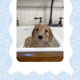 Sage - Apricot male Goldendoodle puppy in Asheboro, North Carolina from Magnolia Farm Doodles