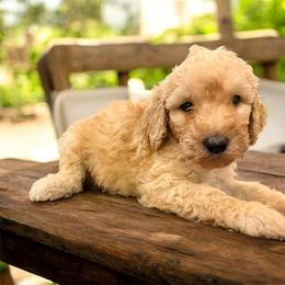 Jack - Apricot male Goldendoodle puppy in Macclenny, Florida from Baker County Goldendoodles