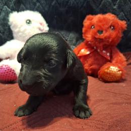 Murk - Black female Labrador Retriever puppy in Bemidji, Minnesota from Northern Star Elite Quality Labrador Retrievers