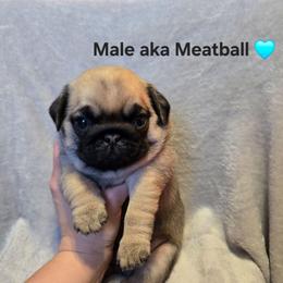 Meatball - Fawn male Pug puppy in Hannibal, New York from Perfectly Picked Pugs