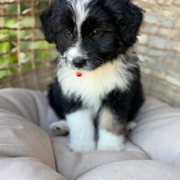 Funnel Cake - Black tri-color male Aussiedoodle puppy in Grinnell, Iowa from Rural Iowa Aussies & Doodles