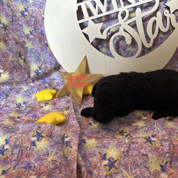 Boy 2 - Black Poodle puppy in Alaska from Nord Kennel