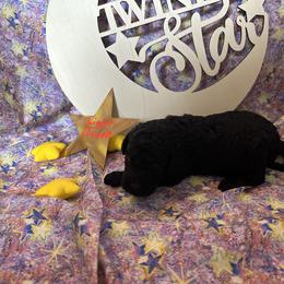 Boy 2 - Black Poodle puppy in Alaska from Nord Kennel