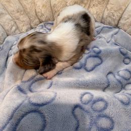 Akc Meeko - Dapple female Dachshund puppy in Erie, Michigan from Champagne’s Grinch Toe’d Dachshunds
