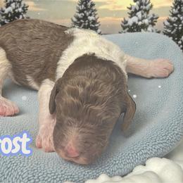 Frost - Parti male Goldendoodle puppy in Ellenburg Center, New York from Kristin's Puppies