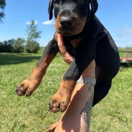 Johnny - Black and rust male Doberman Pinscher puppy in Aplington, Iowa from Royal Dynasty Dobermann Kennel
