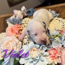 Violet - White and black female Dalmatian puppy in Mount Vernon, Missouri from Spots & Spirals