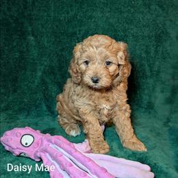 Daisy Mae - Red female Cockapoo puppy in Sunset, Louisiana from Cano Cockapoos
