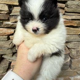 Candace - Black parti female Pomeranian puppy in Zionville, North Carolina from Shaner Poms