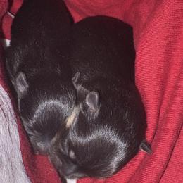 Boy 1 - Black and tan male Pomeranian puppy in Plantersville, Texas from Endure Farm & Homestead