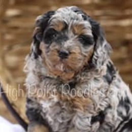Aussiedoodles, Goldendoodles, and Poodles from High Point Poodles and Doodles