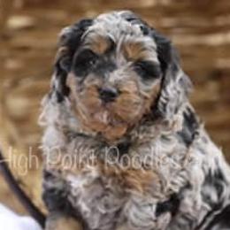 Aussiedoodles, Goldendoodles, and Poodles from High Point Poodles and Doodles