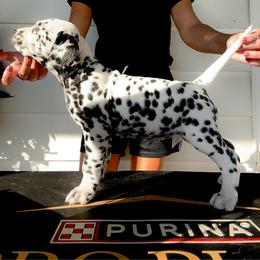 Female 2 - White and black female Dalmatian puppy in Fayette, Missouri from Lazy B Bassets and Dalmatians