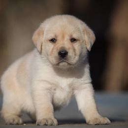 Lavender - Yellow female Labrador Retriever puppy in Ridgecrest, California from Black Mountain Service Dogs