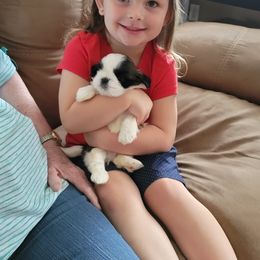 Shih Tzu Puppies from Dee-Jay's Shihtzu