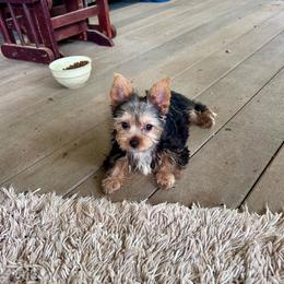 Nugget - Black and tan male Yorkshire Terrier puppy in Kingston, Oklahoma from Lake Life