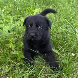 Hermes - Black male German Shepherd puppy in Marshfield, Missouri from Benton K-9 Breeding