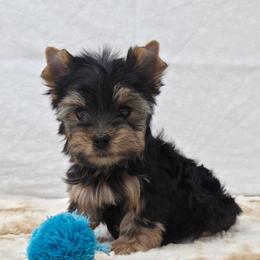 Crew - Blue and gold male Yorkshire Terrier puppy in Monticello, Iowa from Ashley’s Puppies