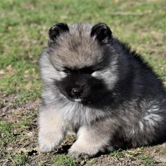Keeshond Puppies from Anna Boehringer