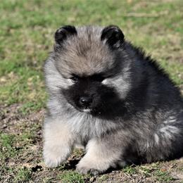 Keeshond Puppies from Anna Boehringer
