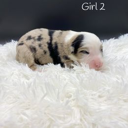 Miniature Australian Shepherd Puppies from Hilltop Aussies