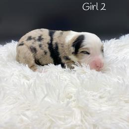 Miniature Australian Shepherd Puppies from Hilltop Aussies