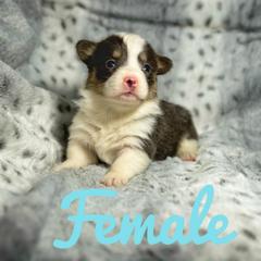 French Bulldog and Pembroke Welsh Corgi Puppies from Burn 3 Farms