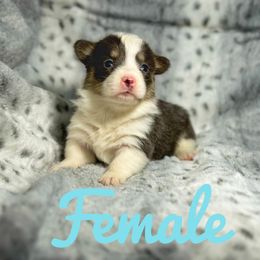 French Bulldog and Pembroke Welsh Corgi Puppies from Burn 3 Farms